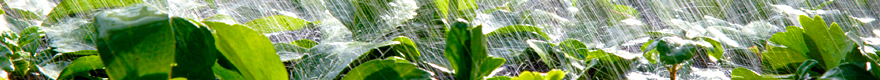 photo of water raining down on plants